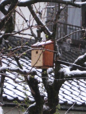 春の雪シジューカラの巣箱
