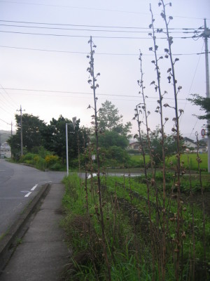 初秋の散歩道