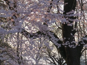 英霊殿の桜の古木