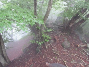 丸岩　山頂　松の大木と石塔