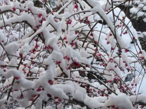 雪化粧した枝垂れ梅